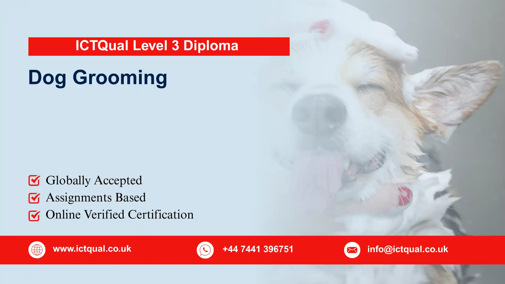 ICTQual Level 3 Diploma in Dog Grooming